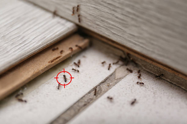 Best Pest Prevention Services  in Englewood, FL